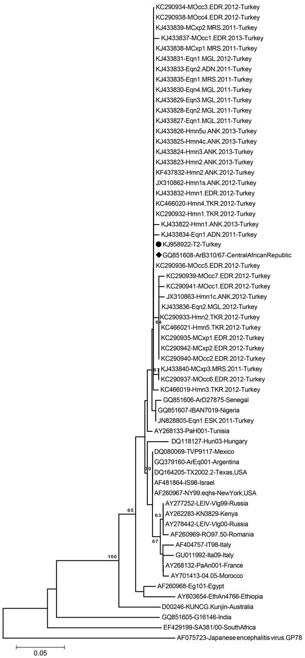 Neighbor-joining phylogenetic tree constructed on the basis of the West Nile virus (WNV) partial envelope gene nucleotide sequences (183 nt) of 38 WNV strains from Turkey and selected global strains. Black dot indicates WNV isolate T2 from Turkey, and black diamond indicates the closely related strain ArB310/67 from the Central African Republic. Bootstrap values of major branches are given for 1,000 replicates. GenBank accession number, name, and country of isolation are given for global strains