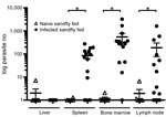 Thumbnail of Visceralization of Leishmania infantum from US foxhounds, transmitted by sandflies into hamsters. Leishmania spp.–specific quantitative PCR was performed, and parasite load was calculated from a standard curve. Horizontal bars indicate mean values for 3 experiments run in duplicate. Statistical significance was determined by 1-way analysis of variance with Bonferroni posttest between 6 naive and 15 infected groups, by tissue type. Error bars indicate ± SEM. *p&lt;0.05.