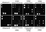 Thumbnail of Portion of the microarray images for DNA oligonucleotides of influenza viruses after hybridization with PCR products. Lighter shades represent greater silver intensities for each gene. Typical nanomicroarray silver staining images represent the hits for specific types or subtypes indicated. The positive controls of influenza A and B (left panels) use PCR products amplified by pair-specific primes for matrix gene.