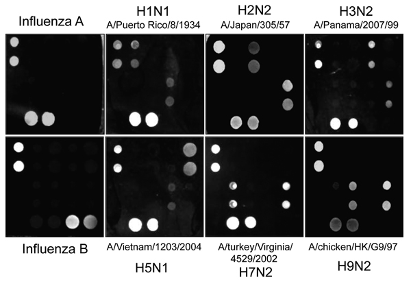 Portion of the microarray images for DNA oligonucleotides of influenza viruses after hybridization with PCR products. Lighter shades represent greater silver intensities for each gene. Typical nanomicroarray silver staining images represent the hits for specific types or subtypes indicated. The positive controls of influenza A and B (left panels) use PCR products amplified by pair-specific primes for matrix gene.