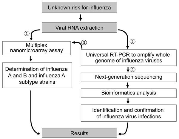 Diagnostic algorithm for identification of an unknown risk for influenza by using nanomicroarray and next-generation sequencing (NGS) assays. To determine the virus type for a suspected influenza virus infection, viral RNA is extracted from a patient sample and initially analyzed in nanomicroarray assay for screening and determining the influenza A and B viruses (1). Once a novel, emerging, or co-infected influenza A and B virus is found, universal reverse transcription PCR (RT-PCR) is performed