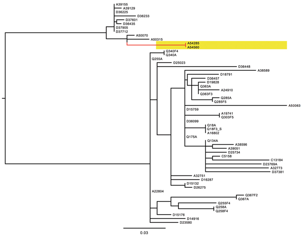 Midpoint-rooted phylogenetic tree of published whole-genome sequence data from D23580-like Salmonella enterica serotype Typhimurium sequence type 313s from Malawi based on 204 informative single-nucleotide polymorphisms. A54285 and A54560, highlighted in yellow on a red branch, are indistinguishable. Scale bar indicates nucleotide substitutions per site.