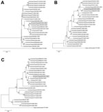 Thumbnail of Phylogenetic relationship between influenza A(H6N1) virus A/canine/Taiwan/E01/2014 isolated from dogs in Taiwan (boxes) and other influenza A virus lineages. Maximum-likelihood analysis with bootstrap analysis was conducted with 1,000 replications. Only branches with bootstrap values &gt;75% are indicated on phylogenetic trees. A) Hemagglutinin, B) neuraminidase, and C) polymerase basic 2 genes of A/canine/Taiwan/E01/2014 are clustered with H6N1 subtype strains isolated in Taiwan du