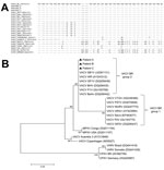 Thumbnail of A) Nucleotide sequence of vaccinia virus (VACV) hemagglutinin gene and homologous sequences of several orthopoxviruses, Brazil. Dots indicate sequence identity; dashes indicate deletions. VARV, variola virus; MPXV, monkeypox virus; CPXV, cowpox virus. B) Consensus phylogenetic tree based on nucleotide sequences of orthopoxvirus hemagglutinin genes. Tree was constructed with hemagglutinin gene sequences by using the neighbor-joining method with 1,000 bootstrap replicates and the Tamu