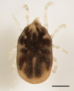 Thumbnail of Ornithodoros hermsi nymph collected from the property of a 55-year-old man with tickborne relapsing fever, Bitterroot Valley, Montana, USA. Scale bar = 0.5 mm.