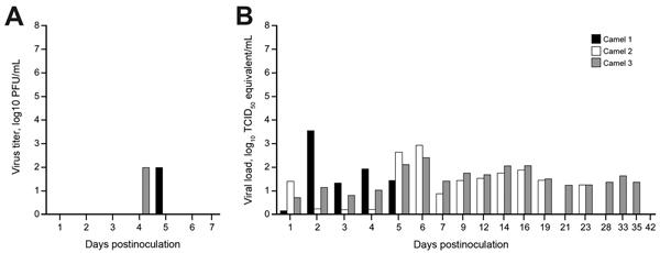 Virus shedding determined by oral swabs obtained from dromedary camels inoculated with Middle East respiratory syndrome coronavirus (MERS-CoV). Shedding was determined by A) determining infectious titers and B) viral RNA. Virus titers were determined by plaque assay and viral load by qRT-PCR. TCID50 equivalents were extrapolated from standard curves generated by 10-fold dilutions of a MERS-CoV stock (HCoV-EMC/2012) with known virus titer in parallel to each run. 