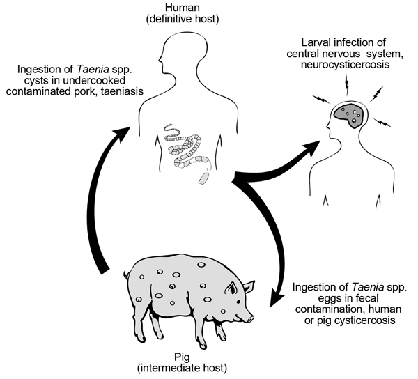 The lifecycle of the Taenia solium cestode parasite.