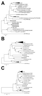 Thumbnail of Phylogenetic analysis of Okahandja and Mariental viruses performed with maximum-likelihood method. A) Phylogenetic analysis of partial L segment sequence (338 nt) of Okahandja and Mariental viruses obtained from reverse transcription PCR screening and performed with MEGA 6.0 (13) with maximum-likelihood method (general time reversible plus gamma model with 7 discrete Gamma categories; 1,000 bootstrap replications). Values at the branches are bootstrap values of the corresponding nei