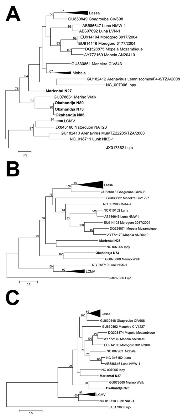 Phylogenetic analysis of Okahandja and Mariental viruses performed with maximum-likelihood method. A) Phylogenetic analysis of partial L segment sequence (338 nt) of Okahandja and Mariental viruses obtained from reverse transcription PCR screening and performed with MEGA 6.0 (13) with maximum-likelihood method (general time reversible plus gamma model with 7 discrete Gamma categories; 1,000 bootstrap replications). Values at the branches are bootstrap values of the corresponding neighbor-joining