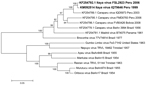 Thumbnail of Neighbor-joining phylogenetic tree of group C orthobunyaviruses constructed by using MEGA5 (23) on the basis of the small (S) gene segments of published virus sequences and Itaya virus strains isolated in Peru in 1999 and 2006 (boldface). The Itaya strain segments show a close relationship to Caraparu virus. Virus strains are labeled by code designation. Numbers indicate bootstrap values for the clades to the right. Bootstrap values were obtained based on 1,000 replicates. Scale bar