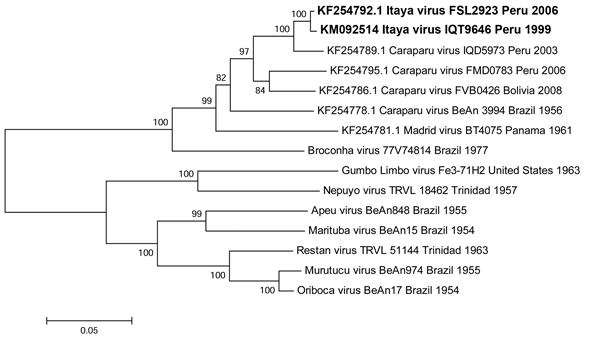 Neighbor-joining phylogenetic tree of group C orthobunyaviruses constructed by using MEGA5 (23) on the basis of the small (S) gene segments of published virus sequences and Itaya virus strains isolated in Peru in 1999 and 2006 (boldface). The Itaya strain segments show a close relationship to Caraparu virus. Virus strains are labeled by code designation. Numbers indicate bootstrap values for the clades to the right. Bootstrap values were obtained based on 1,000 replicates. Scale bar indicates nu