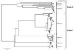 Thumbnail of Protein sequence–based phylogenetic tree of the rotavirus viral protein 6 gene obtained by the neighbor-joining algorithm. Asterisks indicate &gt;90% bootstrap values. The 2 canine rotavirus strains from Hungary that belong to the proposed novel Rotavirus I cluster with rotavirus H, G, and B within a major clade referred to as clade 2. Rotavirus A, C, D, and F strains belong to clade 1 (6). Scale bar indicates nucleotide substitutions per site.