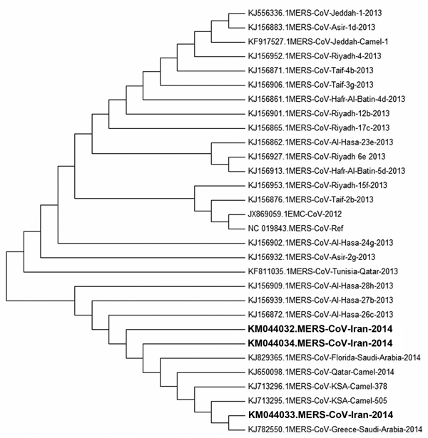 Phylogenic sequence analysis of 3 Middle East respiratory syndrome coronavirus (MERS-CoV) isolates from patients in Kerman Province, Iran (boldface), 2014, compared with sequences from GenBank (accession numbers shown). MEGA 5.2 (http://www.megasoftware.net) was used for construction of neighbor-joining tree by using the Kimura 2-parameter model with uniform rates and 1,000 bootstrap replicates.