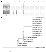 Thumbnail of Alignment (A) and phylogenetic relationship (B) of partial phosphoprotein gene sequences (71 mer) of henipaviruses, including the fragment obtained by next-generation sequencing from a patient in Philippines (2014 Philippines). The alignment was conducted by using the MUSCLE program  (http://www.ebi.ac.uk/Tools/msa/muscle/), and the phylogenetic tree from these data was constructed by using the neighbor-joining method. The optimal tree with sum of branch length equal to 0.23440320 i