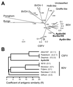 Thumbnail of Phylogenetic and antigenic tree displaying relatedness of pestiviruses Aydin/04 and Burdur/05 to other Pestivirus species. A) For phylogenetic analysis, deduced polyprotein sequences from GenBank were used (CSFV: J04358, GU233734, JX218094, AY568569, GQ902941, KJ619377, AY382481, AF326963, X87939, AF099102, AY578687, AY646427; BDV: AF037405, U70263, KC963426, AF144618, GQ902940, KF918753, GU270877; BVDV-1: EF101530, AF220247, M96751, AF091605; BVDV-2: AB567658, GQ888686, AF502399, U