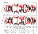 Thumbnail of Amino acid similarity of pestiviruses Aydin/04 and Burdur/05 to representative CSFV and BDV polyprotein sequences. The same CSFV and BDV polyprotein sequences as in Figure 1 were used for analysis. Grouping scan was performed with the SSE software platform as described previously, by using a window of 200 aa with 20-aa increments (12). For calculation of genetic distances, the Kimura 2-parameter model was applied. Borders of the mature viral proteins in the polyprotein are given bel