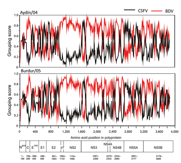 Amino acid similarity of pestiviruses Aydin/04 and Burdur/05 to representative CSFV and BDV polyprotein sequences. The same CSFV and BDV polyprotein sequences as in Figure 1 were used for analysis. Grouping scan was performed with the SSE software platform as described previously, by using a window of 200 aa with 20-aa increments (12). For calculation of genetic distances, the Kimura 2-parameter model was applied. Borders of the mature viral proteins in the polyprotein are given below. BDV, bord