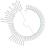 Thumbnail of Phylogenetic analysis of adenovirus type 7 (Ad7) sequences from this study based on sequenced Ad7 hexon gene hypervariable regions 1–6 (Ad7 reference Gomen AY594255 hexon gene nt 324 to 1123). The phylogenetic relationships between Ad7 isolates in this study were inferred by using the maximum-likelihood method based on the Tamura-Nei model (8). Initial trees for the heuristic search were obtained by applying the neighbor-joining method to a matrix of pairwise distances estimated by 