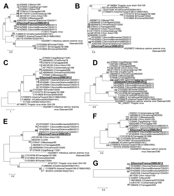 Phylogenetic trees of the 7 gene segments of D/bovine/France/2986/2012 influenza virus at the nucleotide level. A) PB2. B) PB1. C) P3/PA. D) Nucleoprotein E) P42/Matrix. F) Nonstructural protein. G) Hemagglutinin-esterase. Maximum-likelihood analysis with 500 bootstrap replicates (bootstrap values &gt;75 are indicated on the tree nodes). The gene sequences of D/bovine/France/2986/2012 (in large bold underlined font) were compared with representatives of all the Orthomyxoviridae genera: all the v