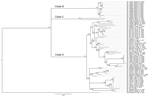 Thumbnail of Phylogenetic analysis of Lassa virus isolates from Sierra Leone based on partial nucleoprotein (NP) gene sequences. The homologous NP fragments of 621 nt were aligned. The isolate Z-158, which originated from Macenta district in Guinea, was used as outgroup based on the previous phylogenetic analyses to root the tree. The 50% majority rule consensus tree was estimated by using Bayesian Inference method implemented in MrBayes software (32) using the Tamura 3-parameter substitution mo