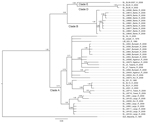 Thumbnail of Phylogenetic analysis of Lassa virus (LASV) isolates from Sierra Leone based on partial glycoprotein precursor (GPC) gene sequences. The homologous GPC fragments of 284 nt were aligned. The isolate Z-158, which originated from Macenta district in Guinea were used as outgroup based on the previous phylogenetic analyses to root the tree. The 50% majority rule consensus tree was estimated by using Bayesian Inference method implemented in MrBayes software (32) using the Kimura 2-paramet