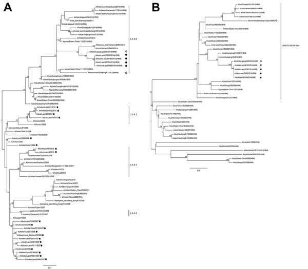 Phylogenetic analyses of influenza A(H5N6) viruses detected in Laos, March 2014, on the basis of the hemagglutinin (HA) and N6 neuraminidase (NA) genes. A) HA subtree showing relationships of emergent influenza A(H5N6) viruses with clade 2.3.4 H5 avian influenza viruses and B) NA subtree showing relationships with Asian lineage N6 avian influenza viruses.  Vertical lines denote H5 subtype virus clades on the HA tree and the WD/ST/192/04 (A/wild duck/Shantou/192/2004)-like N6 gene pool on the NA 