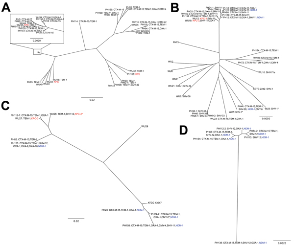 Distribution of antimicrobial drug resistance genotypes of KPC and NDM-1 genes in related Enterobacteriaceae strains and plasmids in Pakistan and the United States. Phylogenetic trees have been annotated with the specific β-lactamases encoded by those isolates. Klebsiella pneumoniae carbapenemase carriage is indicated by bold text, and New Delhi metallo-β-lactamase-1 carriage is indicated by bold, underlined text. A) Escherichia coli; B) Klebsiella pneumoniae; C) Enterobacter cloacae; D) Enterob