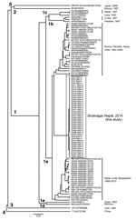 Thumbnail of Phylogenetic analysis (UPGMA) of hepatitis E virus (HEV) sequences from the epidemic in Biratnagar, Nepal, 2014, on the basis of 412 nt within open reading frame 2 (DDBJ/EMBL/GenBank accession nos. AB98608–AB986107). All 40 HEV isolates from epidemic in Biratnagar segregated into a single, new cluster within genotype 1a. Values along branches indicate genotypes. Scale bar indicates nucleotide substitutions per site.