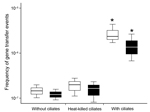 Thumbnail of Box plot chart showing effects of ciliates on the transfer frequency of plasmid-mediated quinolone-resistance genes between Escherichia coli strain J53 and qnrB-positive Klebsiella oxytoca strain (white boxes) or qnrA-positive E. coli strain (black boxes). Box plots are divided by medians (black or white bars) into upper quartile and lower quartile ranges. Error bars indicate minimum and maximum values. Asterisks indicate a statistically significant difference (p&lt;0.05) between tr
