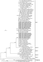 Thumbnail of Consensus tree of the partial E2 envelope glycoprotein gene for Sindbis virus constructed by using MrBayes (http://mrbayes.sourceforge.net/). The phylogram includes 16 Sindbis virus strains isolated from mosquitoes collected in central Sweden during July 13–September 13, 2009, against a background of all Sindbis virus strains previously sequenced in the same region. The tree shows that all new strains are of the Sindbis-I virus genotype. Boldface indicates strains isolated during th