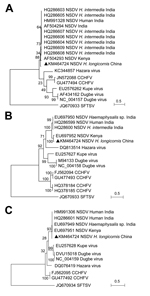 Thumbnail of Phylogenetic analysis of Nairobi sheep disease virus (China) and other nairoviruses. The phylogenetic trees were generated in MEGA5.2 software (http://www.megasoftware.net). The complete coding regions for nucleocapsid protein in the small segment (A), glycoprotein precursor in the medium segment (B), and RNA dependent RNA polymerase in the large segment (C) were analyzed by the maximum-likelihood method. An emergent severe fever thrombocytopenia syndrome virus (SFTSV; genus Phlebov