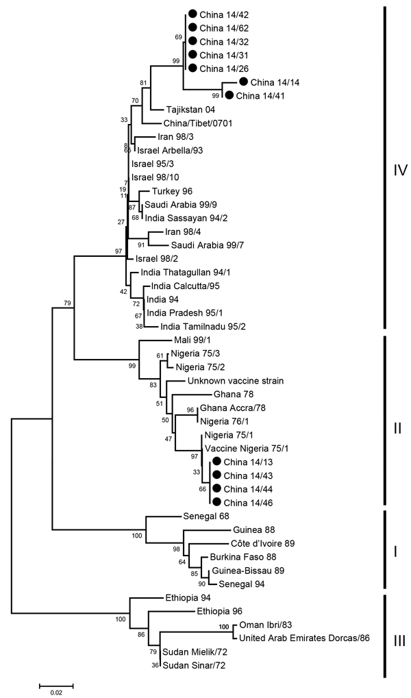Phylogenetic analysis of sequences of the 3′ ends of nucleoprotein genes of peste des petits ruminant virus (PPRV), Heilongjiang Province, China, March 25–May 5, 2014. The tree was constructed by using the neighbor-joining method in MEGA6 (14). Values along branches indicate bootstrap values of 1,000 replicates, and numbers on the right indicate lineages. Black dots indicate PPRV-positive samples isolated in this study. Scale bar indicates estimated number of substitutions per 20 nt.