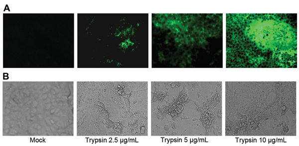 Replication of porcine epidemic diarrhea virus (PEDV) in a newly established immortalized duck intestinal epithelial cell line (MK-DIEC) infected with PEDV at a multiplicity of infection of 0.1 in the presence of different concentrations of trypsin. A) Twenty-four hours after infection, PEDV nucleoprotein in infected cells was detected by immunofluorescence assay using fluorescein isothiocyanate–labeled nucleoprotein-specific monoclonal antibody. B) PEDV-induced cytopathic effect in MK-DIEC cell