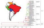 Thumbnail of Bayesian maximum clade credibility tree for Mayaro virus in the Americas on the basis of 1,731 nt of envelope (E2–E1) genes, Venezuela, 2010. The purple circle above Venezuela indicates the island of Trinidad. Taxon labels indicate year of isolation, strain designation, and country of isolation. Terminal branches of the tree are colored according to the sampled location of the taxon at the tip. Internal branches are colored according to the most probable (modal) location of their pa