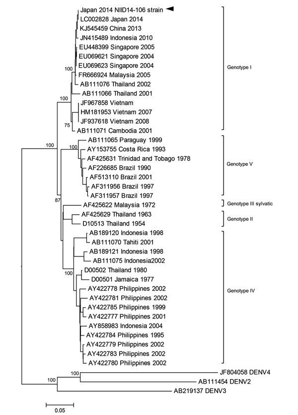 Phylogenetic analysis of a dengue virus (DENV) sequence derived from a patient with confirmed autochthonous dengue fever (patient 2), Tokyo, Japan, contracted during August 26–September 22, 2014. Phylogenetic tree is based on the envelope protein genome sequence of selected dengue virus type-1 (DENV-1) strains. DENV-2, DENV-3, and DENV-4 serotypes were used as outgroups. Percentages of successful bootstrap replication are indicated at the nodes. DENV-1 genotypes are indicated on the right. The D