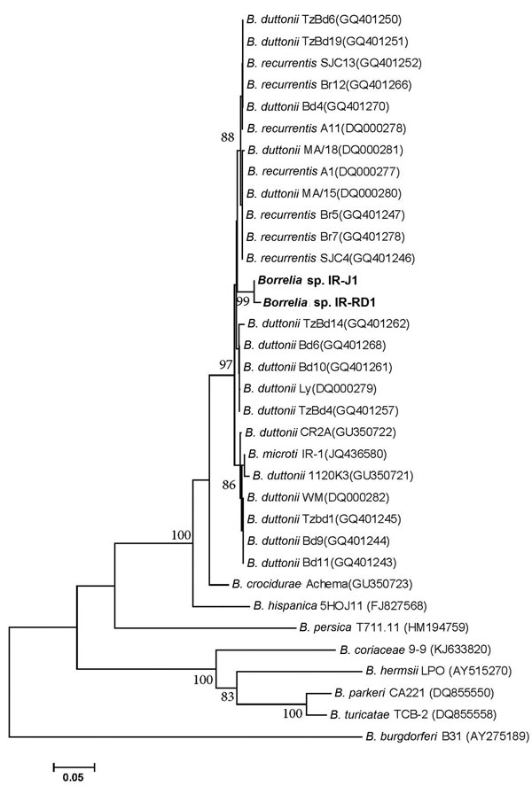 Phylogenetic tree of Borrelia spp. strains isolated in Iran, 2014. Constructed on the basis of  intergenic spacer sequences, the tree is drawn to scale using evolutionary distance computed using the Jukes-Cantor method in which the units reflect substitutions per site. The final dataset used 587 bp. Numbers at nodes show the level of robustness in a bootstrap test performed with 2,000 replicates; numbers &lt;85 were removed. Scale bar indicates nucleotide substitutions over length analyzed. GenB