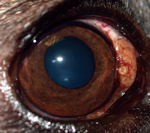 Thumbnail of Subconjunctival nodule on the medial canthus of the right eye of dog 2 (Table), Minnesota, USA. This dog was found to be infected with Onchocerca lupi nematodes.