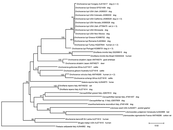 Phylogeny of Onchocerca lupi and other filarial nematodes based on partial sequences of the cytochrome c oxidase subunit 1 gene. Thelazia callipaeda nematodes were used as an outgroup. Bootstrap confidence values (values along branches) are for 8,000 replicates. GenBank accession numbers, number of haplotype sequences (values in parentheses), and geographic origins are shown. Scale bar indicates nucleotide substitutions per site.