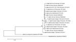 Thumbnail of Neighbor-joining phylogenetic tree of Alaria alata isolates based on the analysis of partial mitochondrial cytochrome c oxidase subunit 1 gene sequences (332 bp). Bootstrap values are indicated to the left of the nodes and are based on 10,000 replicates. GenBank accession numbers are listed to the right. Scale bar indicates base substitutions per site.