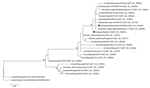 Thumbnail of Phylogenetic tree of hemagglutinin gene of highly pathogenic avian influenza A(H5N8) viruses. The evolutionary history was inferred by using the maximum-likelihood method based on the Tamura-Nei model in MEGA6 (13). The tree with the highest log likelihood is shown. The percentage of trees in which the associated taxa clustered together is shown next to the branches. Initial tree(s) for the heuristic search were obtained automatically by applying neighbor-joining and BIONJ (15) algo