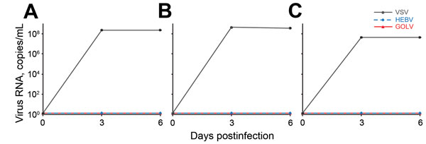 Infection of cells with vesicular stomatitis virus (VSV), Herbert virus (HEBV), and Gouléako virus (GOLV). A) Porcine kidney 15 cells; B) human embryonic kidney cells; C) human hepatocellular 7 cells. Cells were infected at a multiplicity of infection of 1. The number of viral genome copies in cell culture supernatants were measured at 0, 3, and 6 days postinfection by real-time reverse transcription PCR.