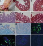 Thumbnail of Intestinal changes in gnotobiotic pigs inoculated with porcine deltacoronavirus (PDCoV) strains OH-FD22 (panels A, B, E, G, I, and J) and OH-FD100 (panels D and K). A) Intestine of pig 3 at hour postinoculation (hpi) 72 (48–51 h after onset of clinical signs), showing thin and transparent intestinal walls (duodenum to colon) and accumulation of large amounts of yellow fluid in the intestinal lumen (arrows). B) Jejunum of pig 3 at hpi 72 (48–51 h after onset of clinical signs), showi