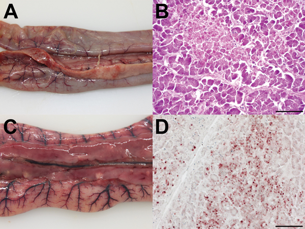 Pathomorphologic results for 2 dead turkeys infected with influenza A(H5N8) virus, Germany. A, C) Gross pathology showing acute, focally extensive to diffuse pancreatic necrosis with fibrinous serositis. B, D) Hematoxylin and eosin staining showing  acute coagulative necrosis of the pancreas and multifocal staining within the exocrine pancreatic acini for influenza A virus nucleocapsid protein. Scale bars indicate 50 µm (B) and 100 µm (D). 