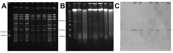 Molecular typing of Staphylococcus aureus strains, Brazil. A) SmaI digestion of total DNA, followed by pulsed-field gel electrophoresis. Lane M, lambda ladder (molecular masses are indicated in kilobases on the left); lane 1, vancomycin-susceptible, methicillin-resistant S. aureus (VS-MRSA) isolated from the blood of a Brazilian patient (1); lane 2, vancomycin-resistant MRSA (VR-MRSA) isolated from the same patient and blood culture (1); lane 3, transconjugant 1 obtained from a mating experiment