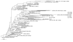 Thumbnail of Phylogenetic tree showing the evolutionary history of the hemagglutinin (HA) proteins of novel highly pathogenic avian influenza (HPAI) H5 HA subtype viruses. By using MUSCLE (9), we aligned the coding region sequences for 89 HPAI H5 HA subtype viruses, excluding H5N1, with those for 850 H5N1 HA viruses representing all HPAI H5N1 clades (1); the 89 H5 HA sequences were identified in the NCBI Influenza Virus Resource (10) and the GISAID EpiFlu Database (http://www.gisaid.org). A phyl