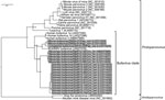 Thumbnail of Partial nonstructural protein (NS) 1 gene phylogeny of newly identified bufaviruses, Zambia. The Bayesian phylogenetic tree was generated by using the partial NS1 gene fragments (434–440 bp) of bufaviruses and the corresponding region of known protoparvoviruses and amdoviruses. Gray shading indicates bufaviruses identified in this study. GenBank accession numbers of viral sequences are shown in parentheses. Bayesian posterior probabilities are indicated at each tree root. Scale bar 