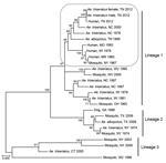 Thumbnail of Phylogeny of medium segment sequences of selected La Crosse virus strains of varied temporal, geographic, and ecological origin. Taxon descriptions are restricted in some cases according to a limited amount of information in GenBank. A neighbor-joining method was used with 2,000 replicates for bootstrap testing. Scale bar represents 0.005 nt substitutions per site. Gray shading indicates the area of phylogenetic interest.