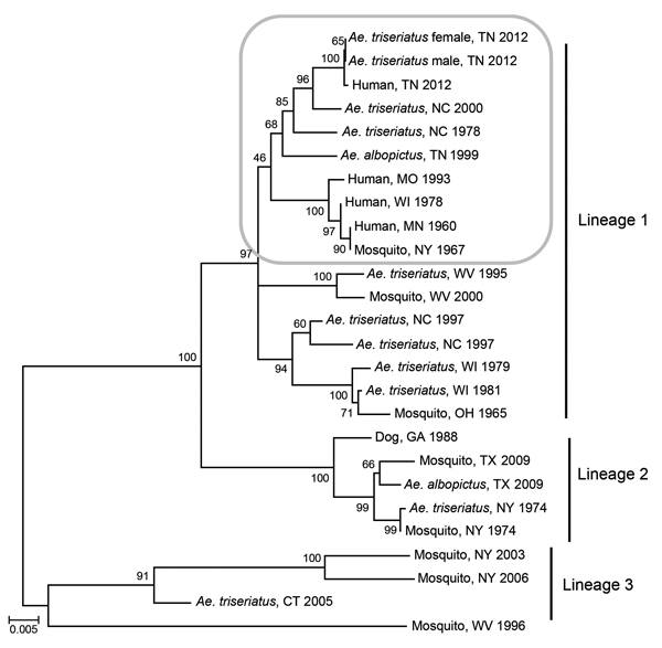 Phylogeny of medium segment sequences of selected La Crosse virus strains of varied temporal, geographic, and ecological origin. Taxon descriptions are restricted in some cases according to a limited amount of information in GenBank. A neighbor-joining method was used with 2,000 replicates for bootstrap testing. Scale bar represents 0.005 nt substitutions per site. Gray shading indicates the area of phylogenetic interest.