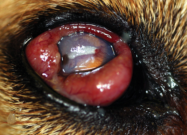 Right eye of a dog with Onchocerca lupi infection, southern California, USA, 2012. The dog had severe conjunctival inflammation, corneal degeneration, and an elevated intraocular pressure of 31 mm Hg. Ultimately, enucleation was performed, and histology revealed Onchocerca adult worms.