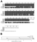 Thumbnail of Molecular identification of parasites collected from 3 dogs in southern California, USA, by using sequence from the rRNA internal spacer (ITS). A) Multiple sequence alignment of ITS sequences from the 3 dogs and sequences from various Onchocerca parasites. Gray shading indicates areas of sequence identity. B) Unrooted phylogeny of the sequences shown in panel A. Numbers refer to the percentage of times the grouping distal to the number was supported in a bootstrap analysis of 1,000 